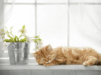 chat bien vivre